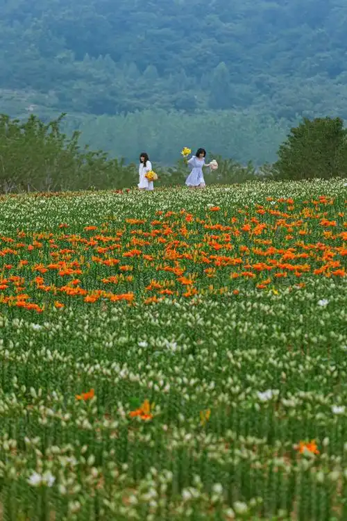 最美百合花海人间仙境(绝美自然风光,迷人的百合花海) - 114货源网