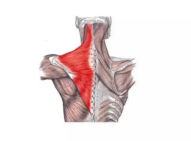 哪些瑜伽体式可以放松斜方肌?