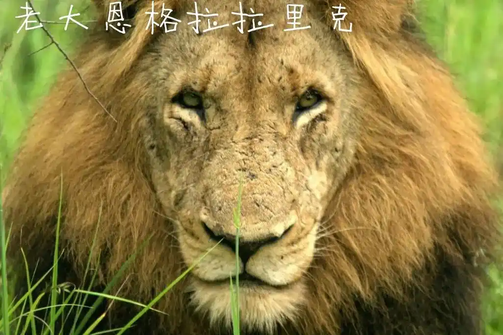 抖音图文来了 #坏男孩联盟 忽然有点喜欢狮子,尤其是坏男孩 - 抖音