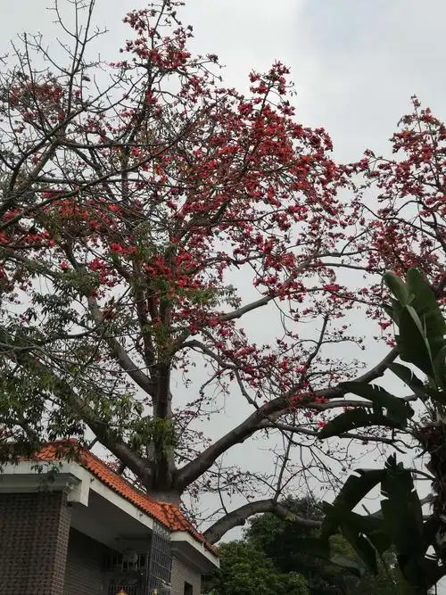 写美篇木棉花,这就是舒婷《致橡树》中和橡树并肩而立的木棉