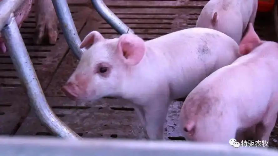 自繁自养后他火了