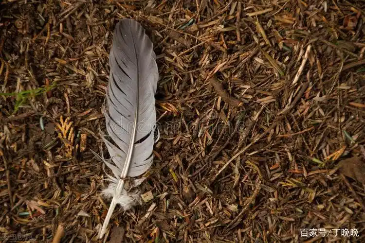 当婚姻变成一地鸡毛,转身离开,就是最好的选择