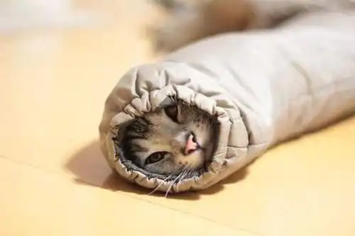 超可爱《袖口猫》冬天冷冷很容易捕获哦