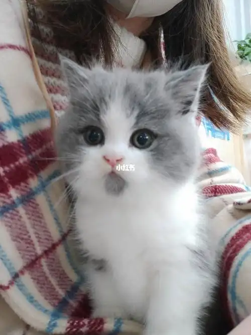 英短蓝白小奶猫成长记两个月了带他去打第一针疫苗