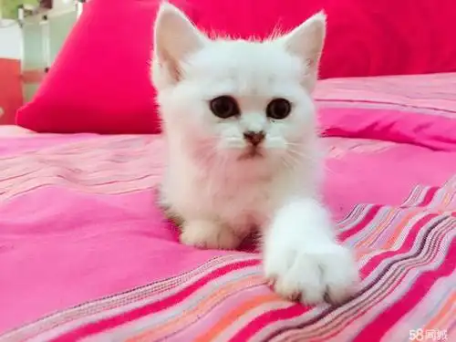 【图】英短渐层弟弟,两个月大,找新家新铲屎官 - 未央文景路宠物猫