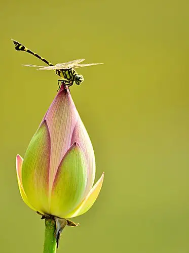 荷花蜻蜓