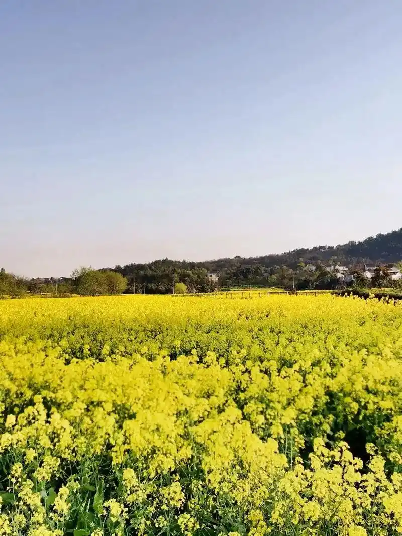 家乡的自然风景,吐出春天的烂漫,春意盎然的山水,美丽灿烂的花 - 抖音