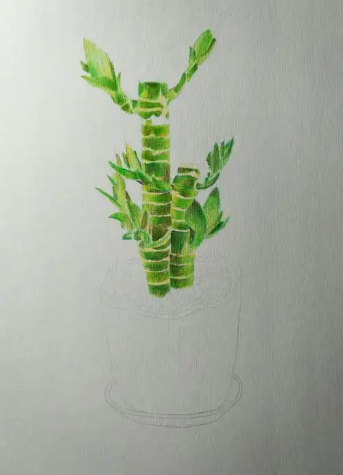 【每日一绘★103】富贵竹(彩色铅笔)