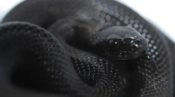 鳞片好有金属感, 像黑色铠甲一样的黑王蛇