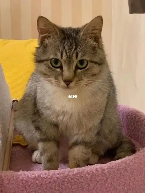 英短串串求领养