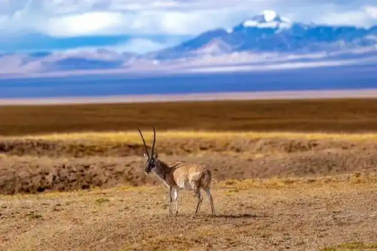 带你穿越可可西里无人区