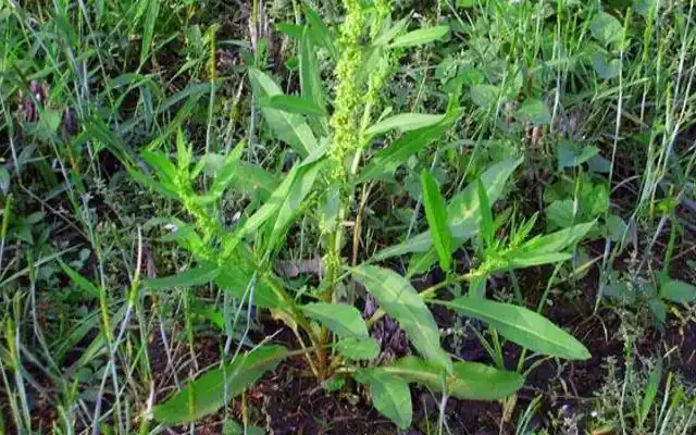 俗称"跌打草",民间价值极高,50元一斤,你们认识吗?