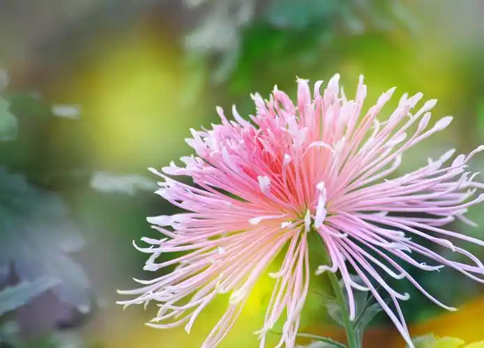 菊花摄影(特写篇)