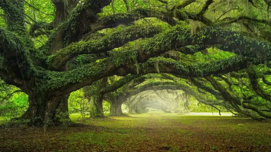 绿色养眼自然风景图片桌面壁纸