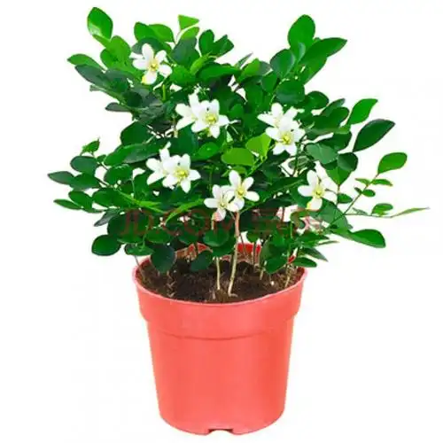 盆栽七里香千里眼树苗室内花卉植物d7 精品九里香一盆(原盆) 含盆