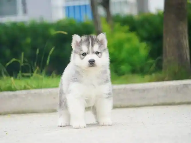 蓝眼睛纯种哈士奇犬 实体犬舍 性格活泼小二哈出售