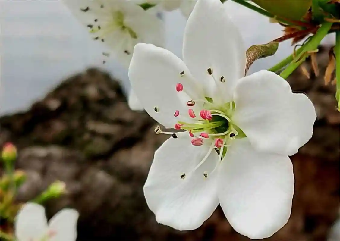 双色梨花满枝头优美芳姿吐清香