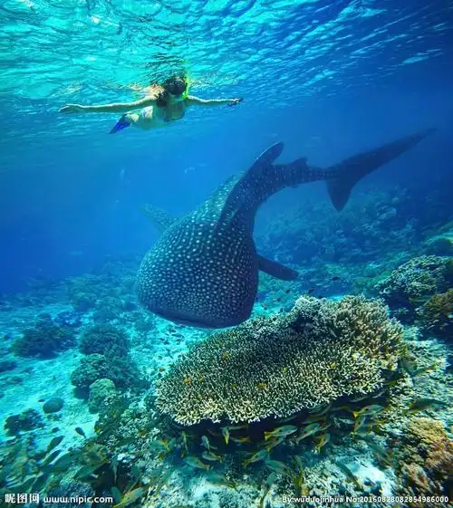 海底生物摄影图__海洋生物_生物世界_摄影图库_昵图网nipic.com