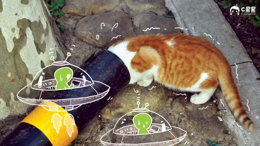 恶搞喵星人(猫咪)壁纸(3/24)