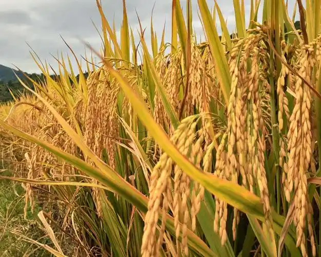 放眼一片, 金色稻田, 四美欢跃, 稻海轻歌.