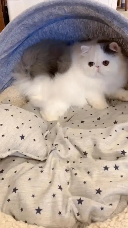 蓝白双色波斯猫