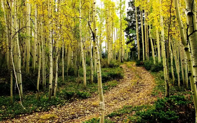 浓密唯美的白桦林风景摄影图片桌面壁纸