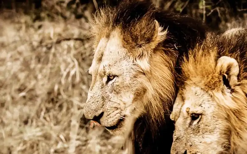 坏男孩联盟最后的雄狮,恩格拉拉里克和漂亮男孩大战knp双雄