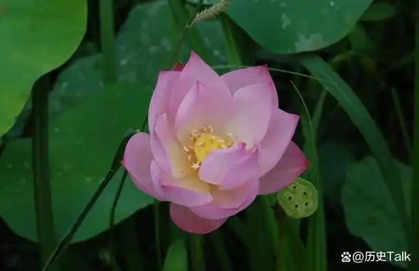为何佛教爱用莲花而不是荷花?荷与莲两者之间到底有什么区别