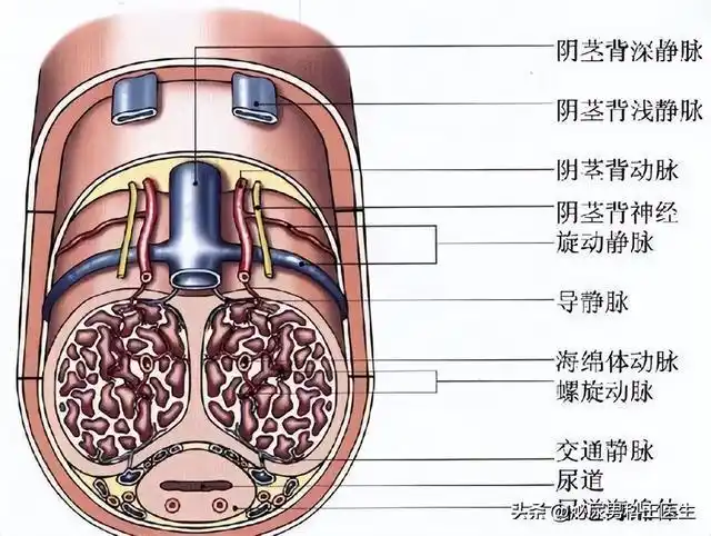 释放出来的一氧化碳大多作用于海绵体平滑肌,正是这一特点,致