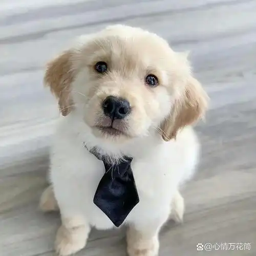 高清狗狗头像 萌98来袭