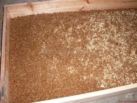 杂交黄粉虫(superworm,tenebrio molitor l)又叫超级面包虫,大麦虫