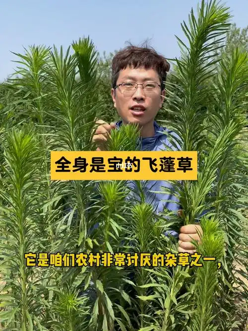 没想到飞蓬草价值这么高
