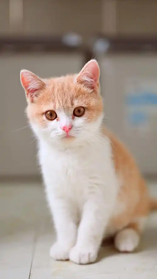 一只猫长残以后是什么样子