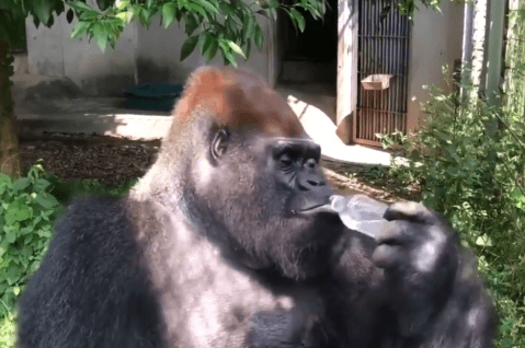 大猩猩的智商有多高,看完这个图能怀疑自己的眼睛