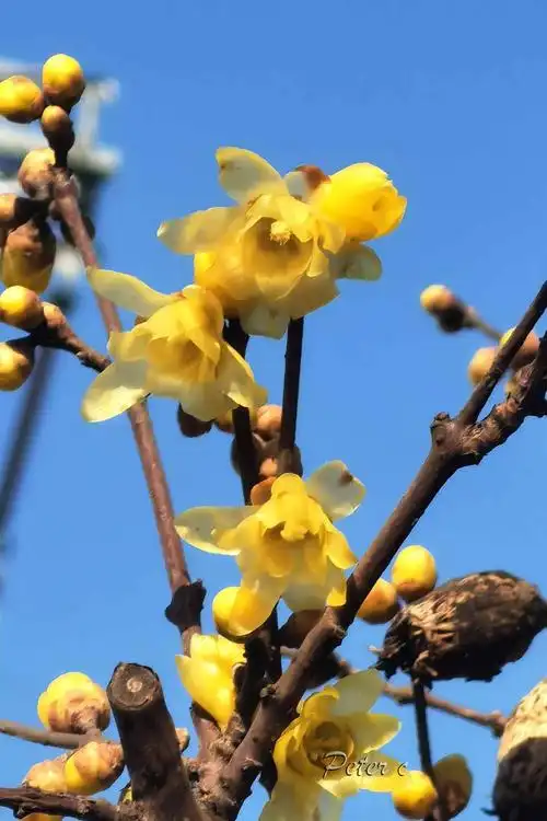 其它 真如公园腊梅展图片 写美篇腊梅品种,大体有5种: (1)素心梅:花瓣