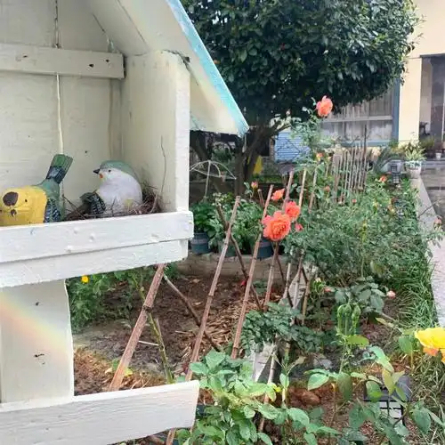 小花园的月季即将开始表演,夏洛特夫人先行登场,冰山,自由精神,蓝色