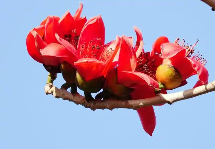 木棉花—几树半天红似染