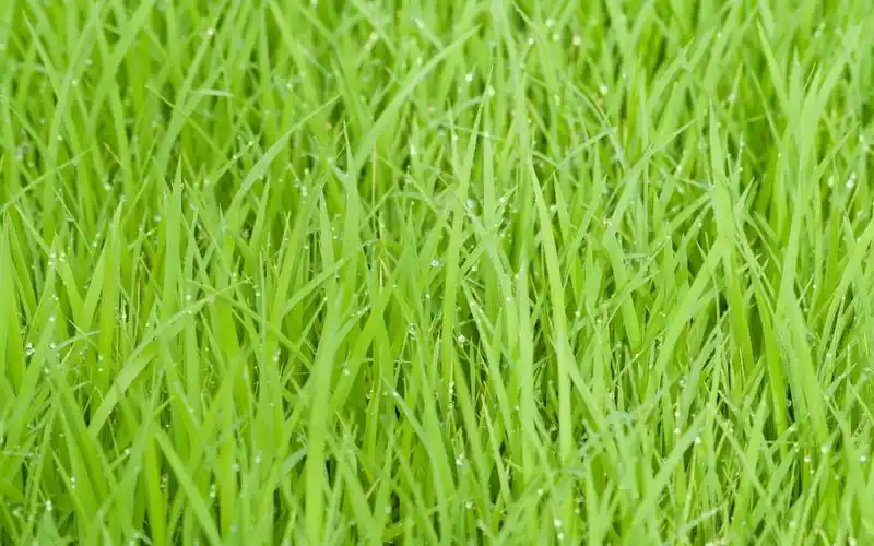 稻田壁纸高清原图查看