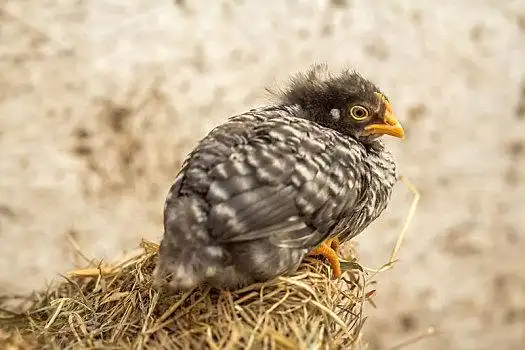 黑白,斑点,鸡,幼禽