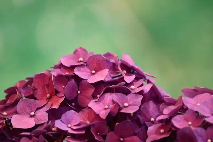 蓝紫色绣球花球