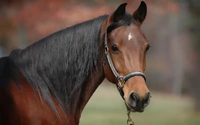 唯美好看的骏马桌面图片壁纸
