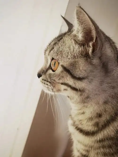 的梦中情猫吗看他的眼睛里有光呢相玻璃珠一样澄澈明亮#小猫咪大眼萌