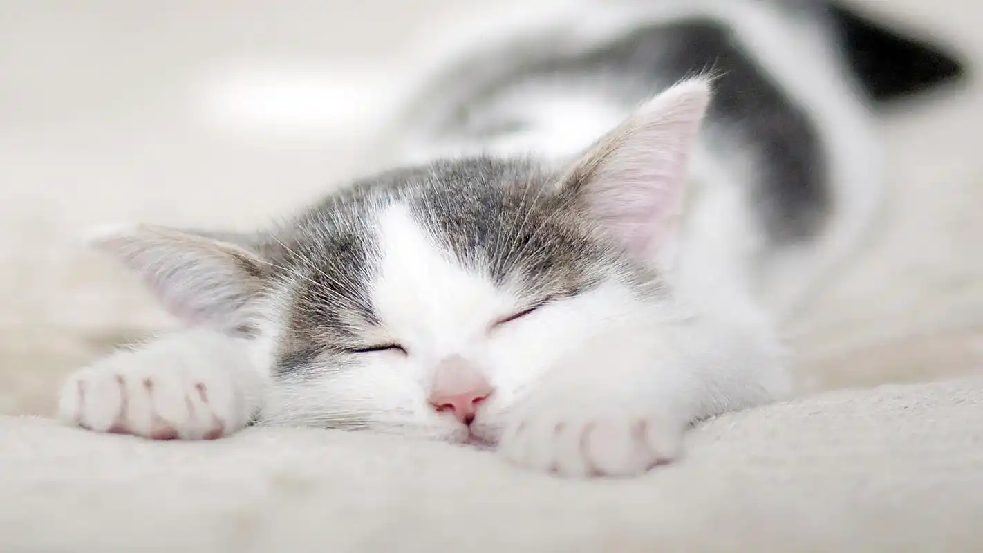 呆萌萌宠喵咪睡觉高清图片电脑桌面壁纸高清大图预览1920x1080_动物