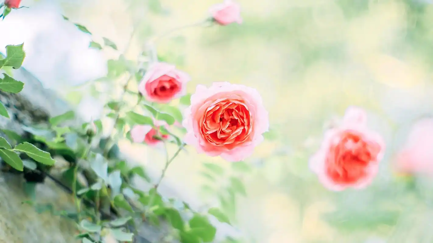小清新野花唯美高清桌面壁纸