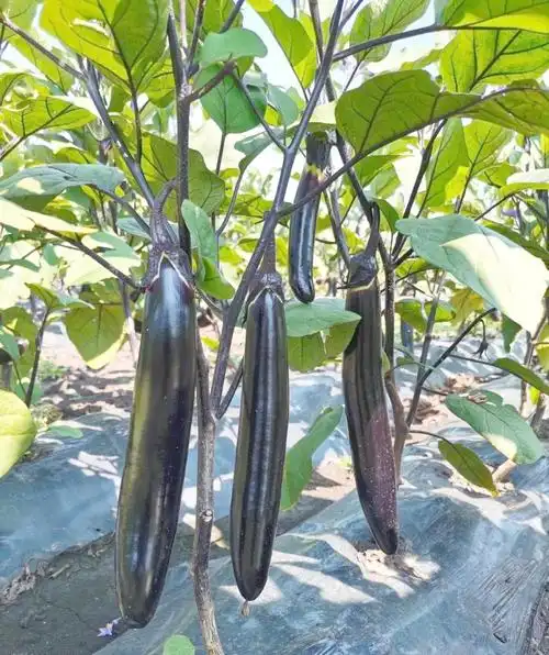 优质茄子新品种的特性与市场潜力