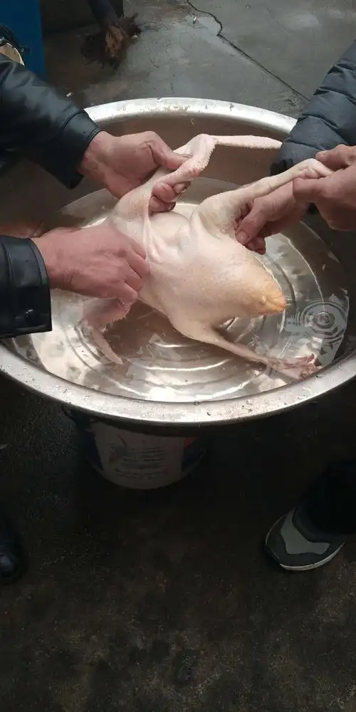 我的父亲和姑父在拔鸡毛.