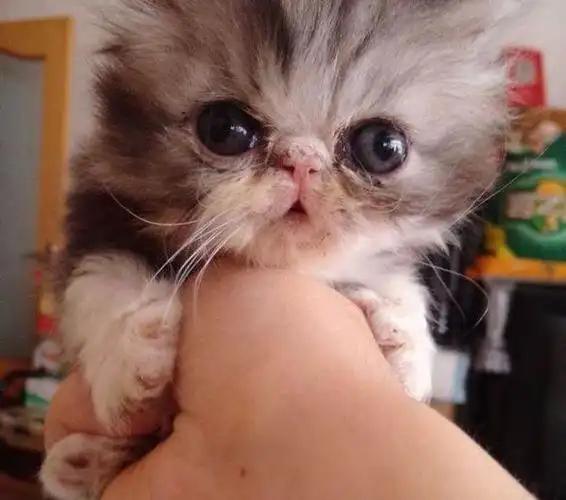 刚出窝的加菲,蓝猫