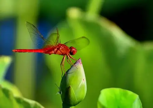 行到中庭数花朵, 蜻蜓飞上玉搔头.