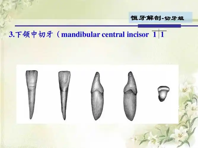 下颌中切牙(mandibular central incisor