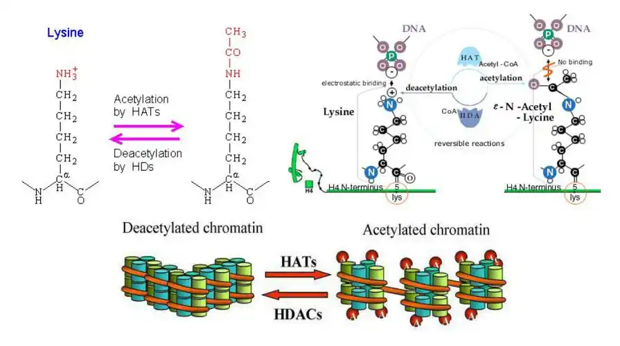 组蛋白乙酰化定量分析解决方案- total histone h3/h4 acetylation